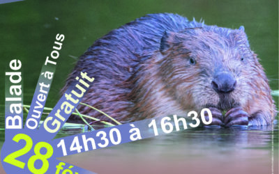 Sur les traces du Castor